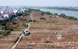 Nhìn từ flycam những vườn đào ven sông Hồng chờ ngày ra hoa đón Tết Quý Mão