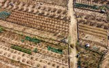 Nhìn từ flycam những vườn đào ven sông Hồng chờ ngày ra hoa đón Tết Quý Mão