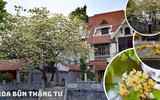 Ngắm hoa bún nở rộ với vẻ đẹp độc đáo giữa lòng Thủ đô