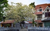 Ngắm hoa bún nở rộ với vẻ đẹp độc đáo giữa lòng Thủ đô