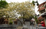 Ngắm hoa bún nở rộ với vẻ đẹp độc đáo giữa lòng Thủ đô