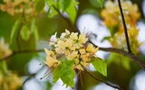 Ngắm hoa bún nở rộ với vẻ đẹp độc đáo giữa lòng Thủ đô