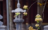 Ngắm hoa bún nở rộ với vẻ đẹp độc đáo giữa lòng Thủ đô