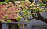 Ngắm hoa bún nở rộ với vẻ đẹp độc đáo giữa lòng Thủ đô