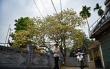 Ngắm hoa bún nở rộ với vẻ đẹp độc đáo giữa lòng Thủ đô