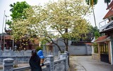 Ngắm hoa bún nở rộ với vẻ đẹp độc đáo giữa lòng Thủ đô