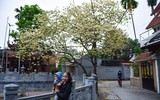 Ngắm hoa bún nở rộ với vẻ đẹp độc đáo giữa lòng Thủ đô