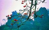 Ngắm hoa gạo đỏ rực soi bóng thủy đình cổ kính ở Hà Nội