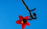 Ngắm hoa gạo đỏ rực soi bóng thủy đình cổ kính ở Hà Nội