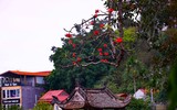 Ngắm hoa gạo đỏ rực soi bóng thủy đình cổ kính ở Hà Nội