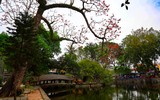 Ngắm hoa gạo đỏ rực soi bóng thủy đình cổ kính ở Hà Nội