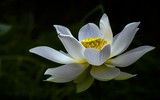Ngắm vẻ đẹp thanh khiết của đầm sen trắng đang nở rộ ở ngoại thành Hà Nội