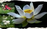 Ngắm vẻ đẹp thanh khiết của đầm sen trắng đang nở rộ ở ngoại thành Hà Nội
