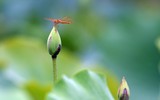 Ngắm vẻ đẹp thanh khiết của đầm sen trắng đang nở rộ ở ngoại thành Hà Nội