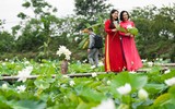 Ngắm vẻ đẹp thanh khiết của đầm sen trắng đang nở rộ ở ngoại thành Hà Nội
