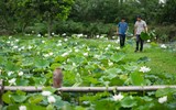 Ngắm vẻ đẹp thanh khiết của đầm sen trắng đang nở rộ ở ngoại thành Hà Nội
