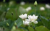 Ngắm vẻ đẹp thanh khiết của đầm sen trắng đang nở rộ ở ngoại thành Hà Nội