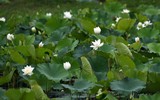 Ngắm vẻ đẹp thanh khiết của đầm sen trắng đang nở rộ ở ngoại thành Hà Nội