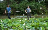 Ngắm vẻ đẹp thanh khiết của đầm sen trắng đang nở rộ ở ngoại thành Hà Nội