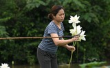 Ngắm vẻ đẹp thanh khiết của đầm sen trắng đang nở rộ ở ngoại thành Hà Nội