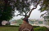 Công nhân chặt hạ cây sưa đỏ chết khô bên hồ Gươm