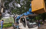 Công nhân chặt hạ cây sưa đỏ chết khô bên hồ Gươm