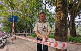 Công nhân chặt hạ cây sưa đỏ chết khô bên hồ Gươm