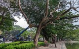Công nhân chặt hạ cây sưa đỏ chết khô bên hồ Gươm