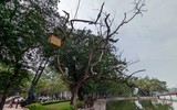 Công nhân chặt hạ cây sưa đỏ chết khô bên hồ Gươm