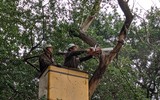 Công nhân chặt hạ cây sưa đỏ chết khô bên hồ Gươm