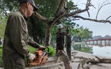 Công nhân chặt hạ cây sưa đỏ chết khô bên hồ Gươm