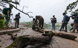 Công nhân chặt hạ cây sưa đỏ chết khô bên hồ Gươm