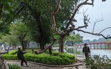 Công nhân chặt hạ cây sưa đỏ chết khô bên hồ Gươm