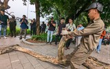 Công nhân chặt hạ cây sưa đỏ chết khô bên hồ Gươm