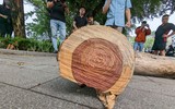 Công nhân chặt hạ cây sưa đỏ chết khô bên hồ Gươm