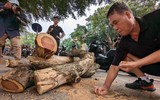 Công nhân chặt hạ cây sưa đỏ chết khô bên hồ Gươm