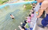 Thanh thiếu niên thích thú tham gia lớp học bơi miễn phí của thanh niên Công an Thủ đô 