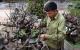 Cận cảnh những cây đào thất thốn 