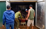 Cận cảnh những cây đào thất thốn 