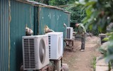 Cận cảnh những cây đào thất thốn 