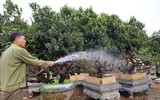 Cận cảnh những cây đào thất thốn 
