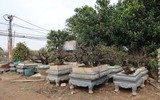 Cận cảnh những cây đào thất thốn 