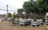 Cận cảnh những cây đào thất thốn 