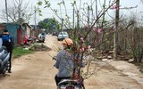 Nhìn từ flycam những vườn đào ven sông Hồng đang sẵn sàng cho vụ Tết