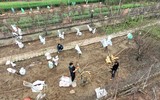 Nhìn từ flycam những vườn đào ven sông Hồng đang sẵn sàng cho vụ Tết