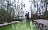 Ngắm vườn trúc độc đáo ngay giữa lòng Thủ đô
