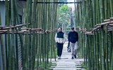 Ngắm vườn trúc độc đáo ngay giữa lòng Thủ đô