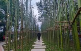 Ngắm vườn trúc độc đáo ngay giữa lòng Thủ đô