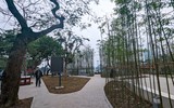 Ngắm vườn trúc độc đáo ngay giữa lòng Thủ đô