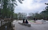 Ngắm vườn trúc độc đáo ngay giữa lòng Thủ đô